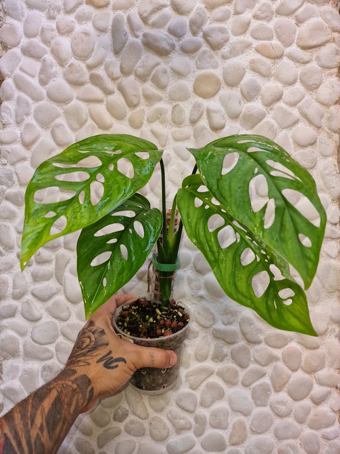 Monstera Epipremnoides