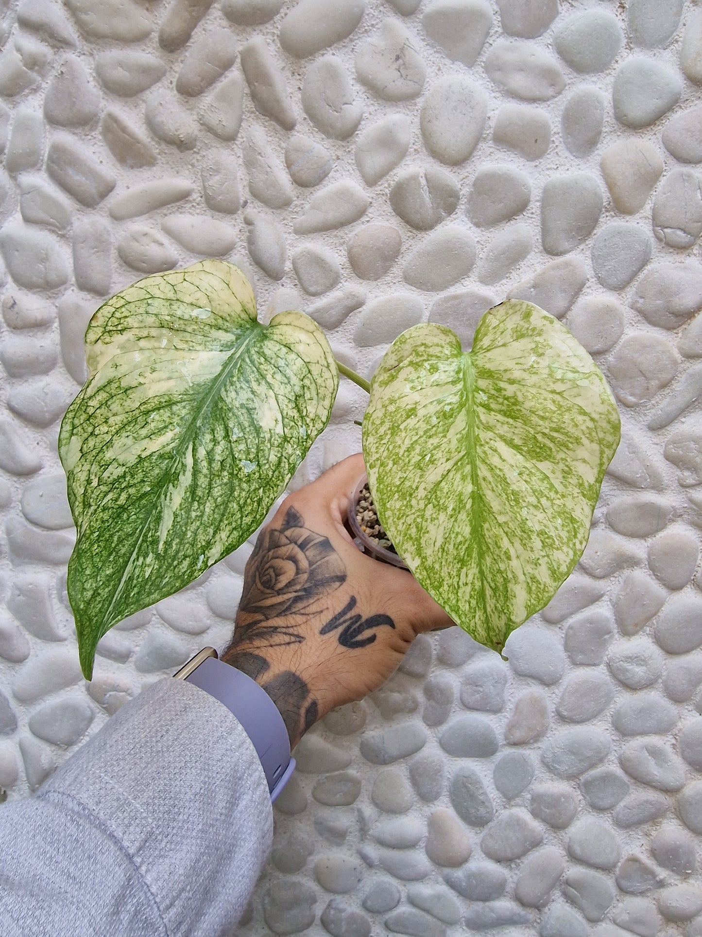 Monstera White Monster