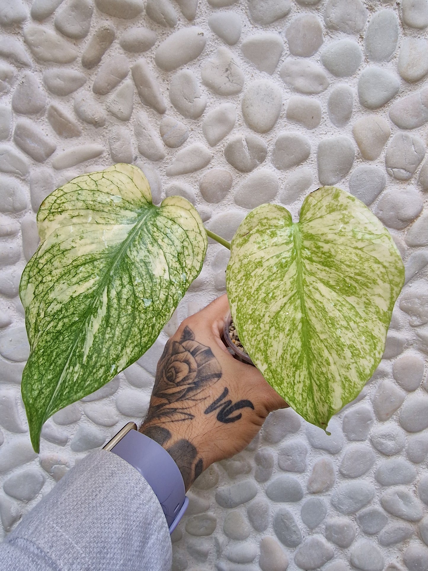 Monstera White Monster