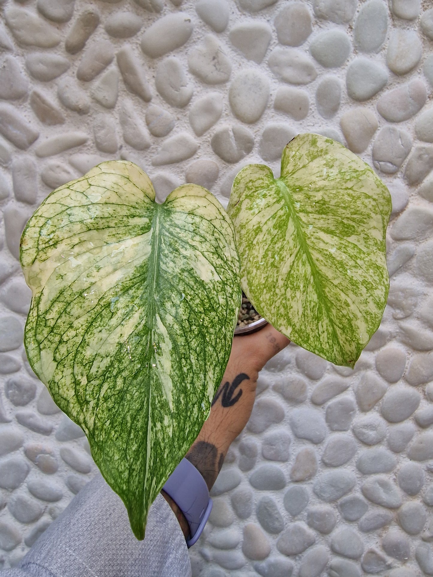 Monstera White Monster