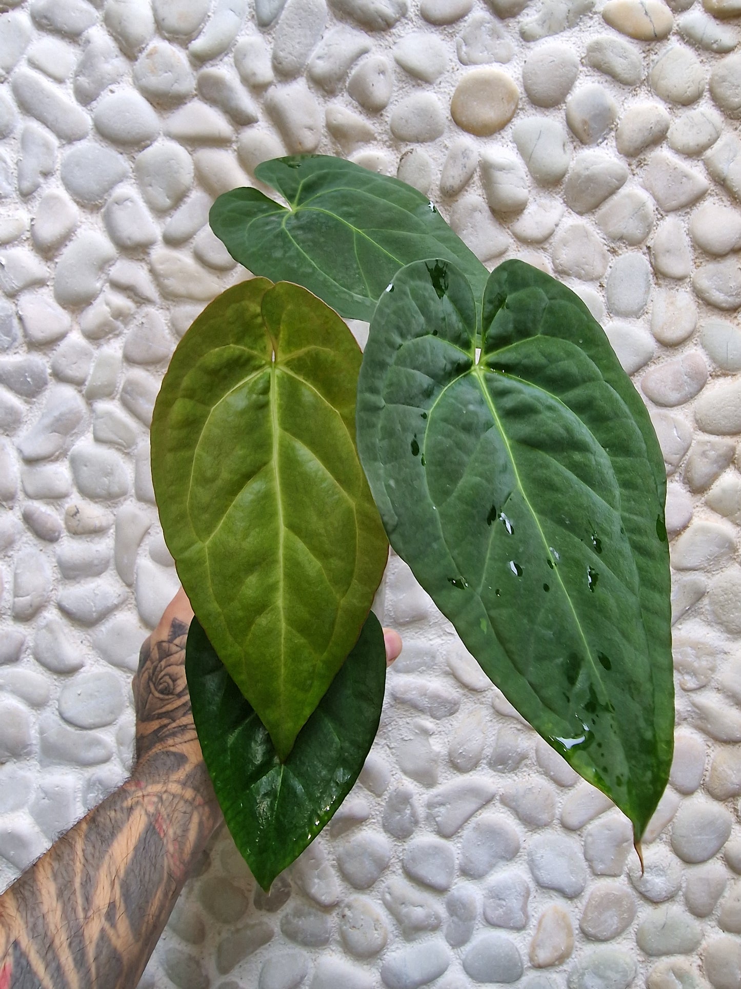 Anthurium Papillilaminum