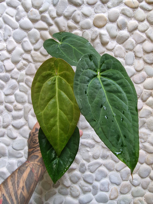 Anthurium Papillilaminum