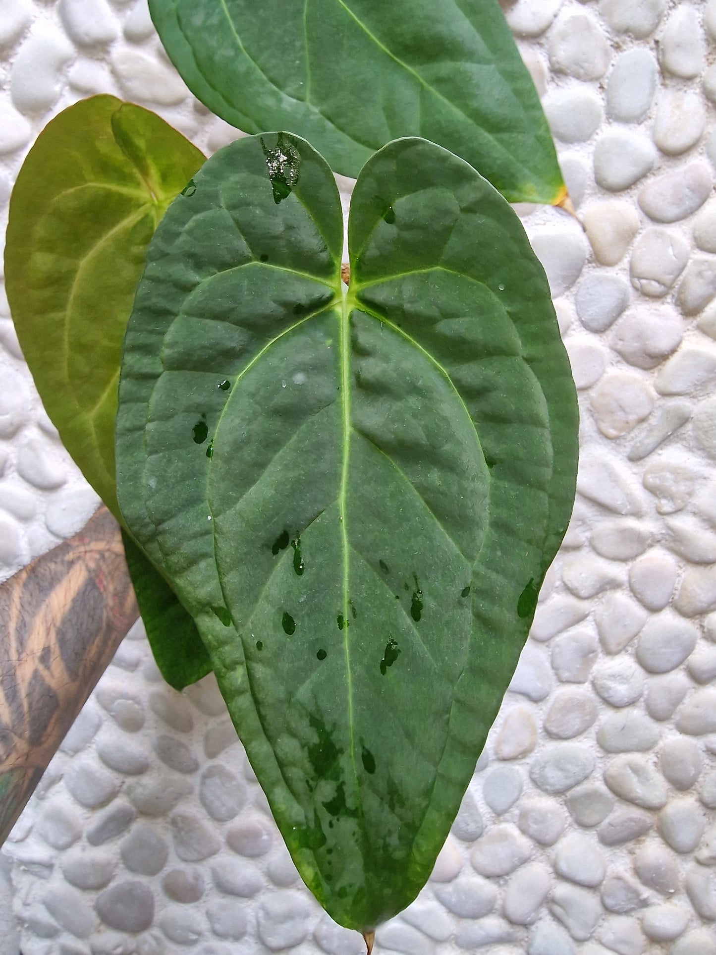 Anthurium Papillilaminum