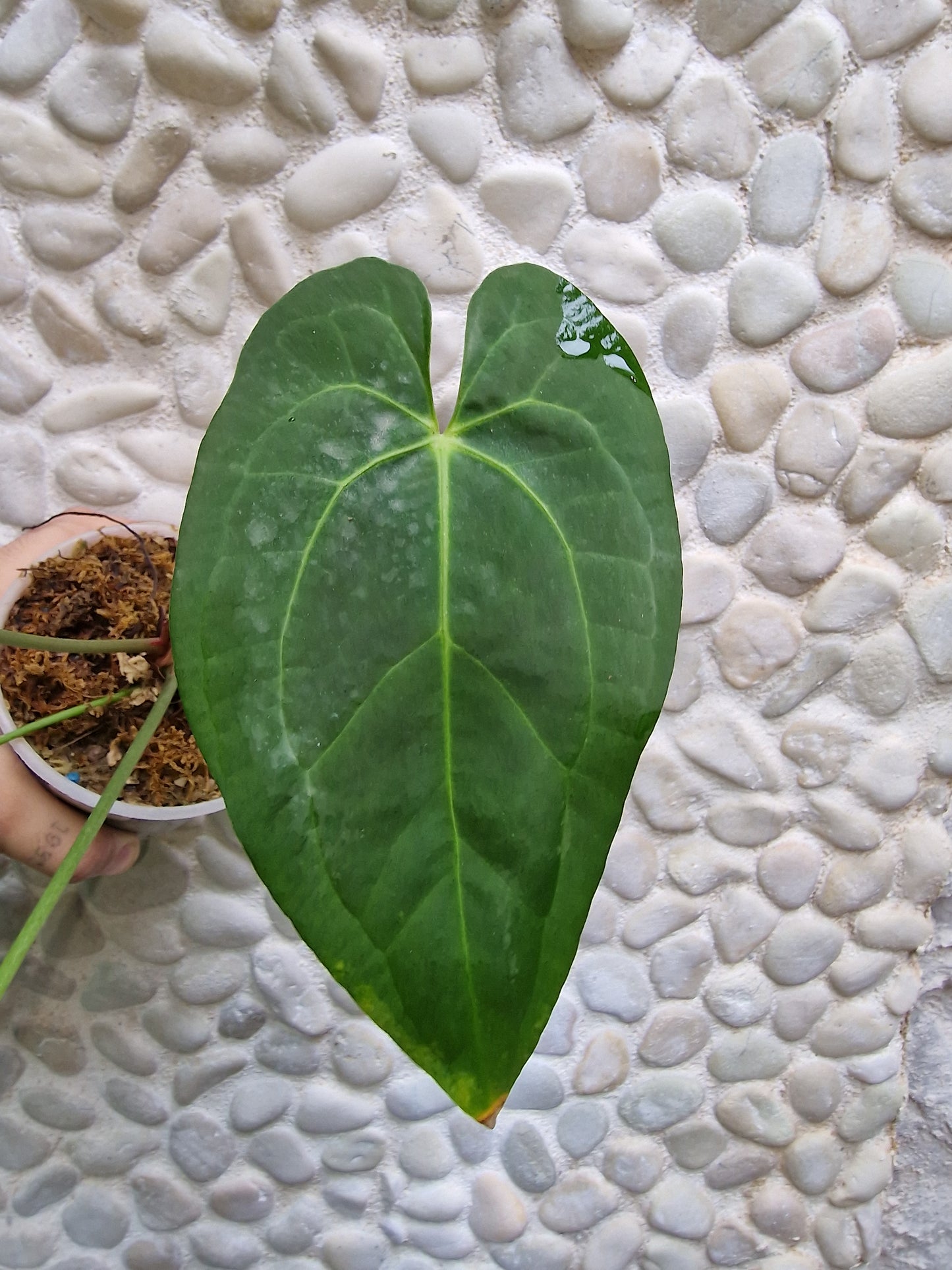 Anthurium Papillilaminum