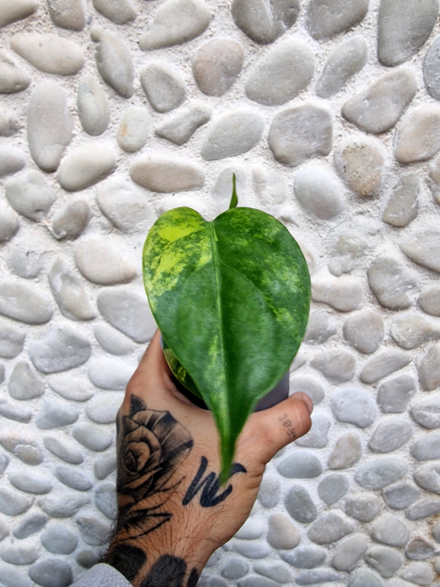 Monstera Yellow Marilyn