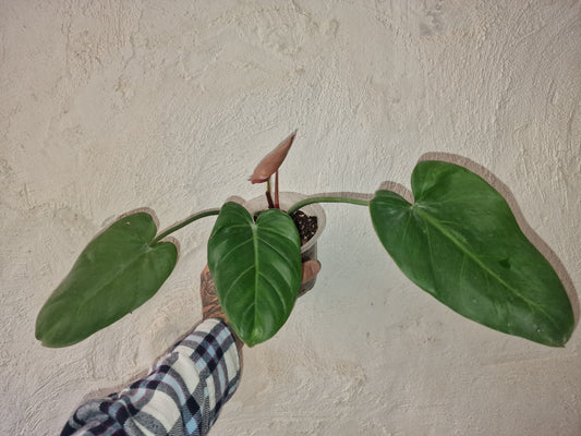 Philodendron Summer Glory