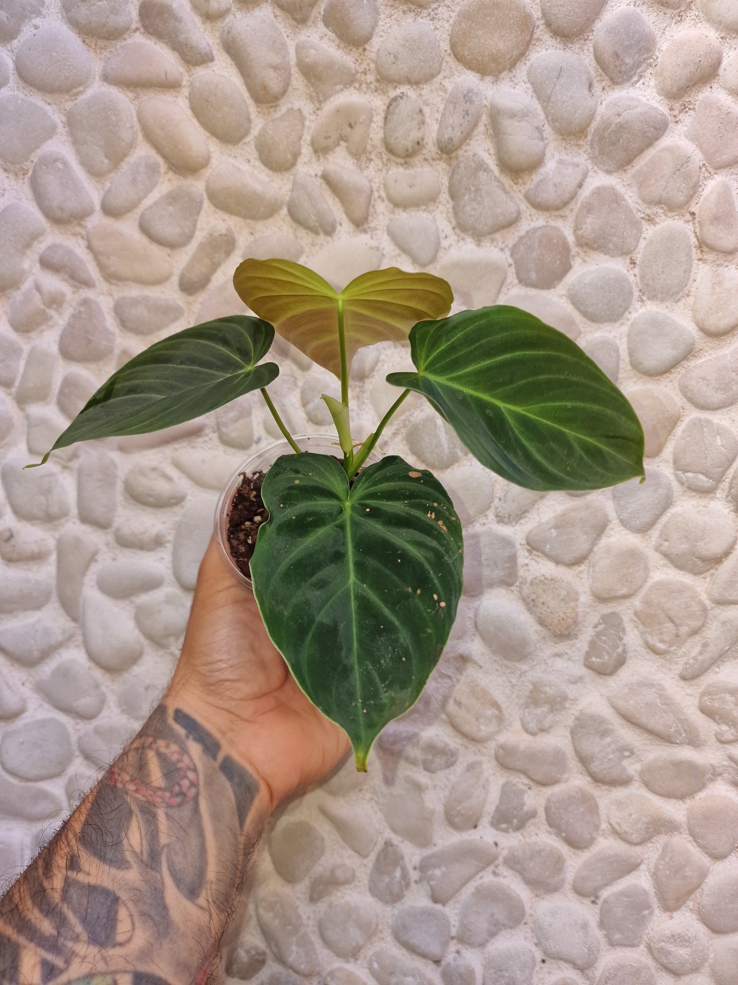 Philodendron Splendid