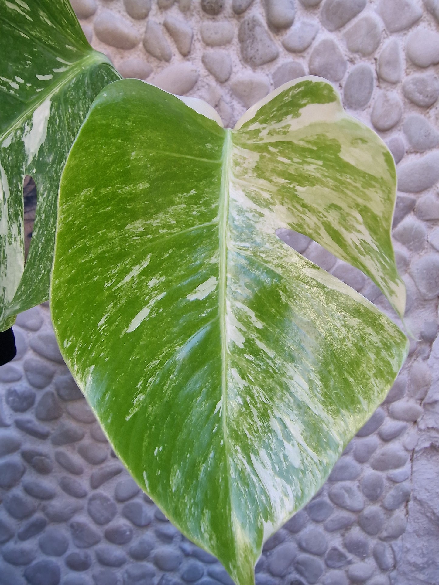 Monstera Variegata