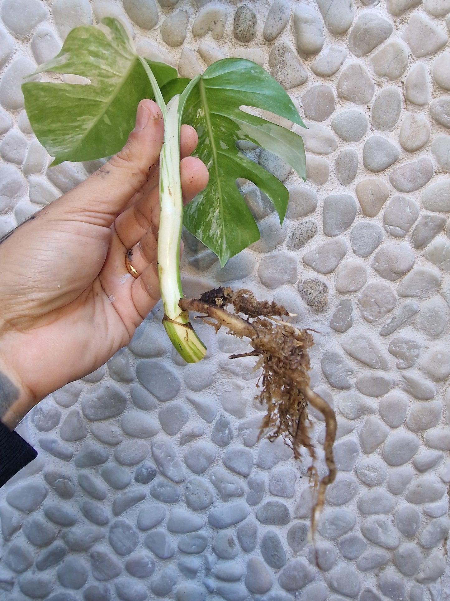 Monstera Variegata