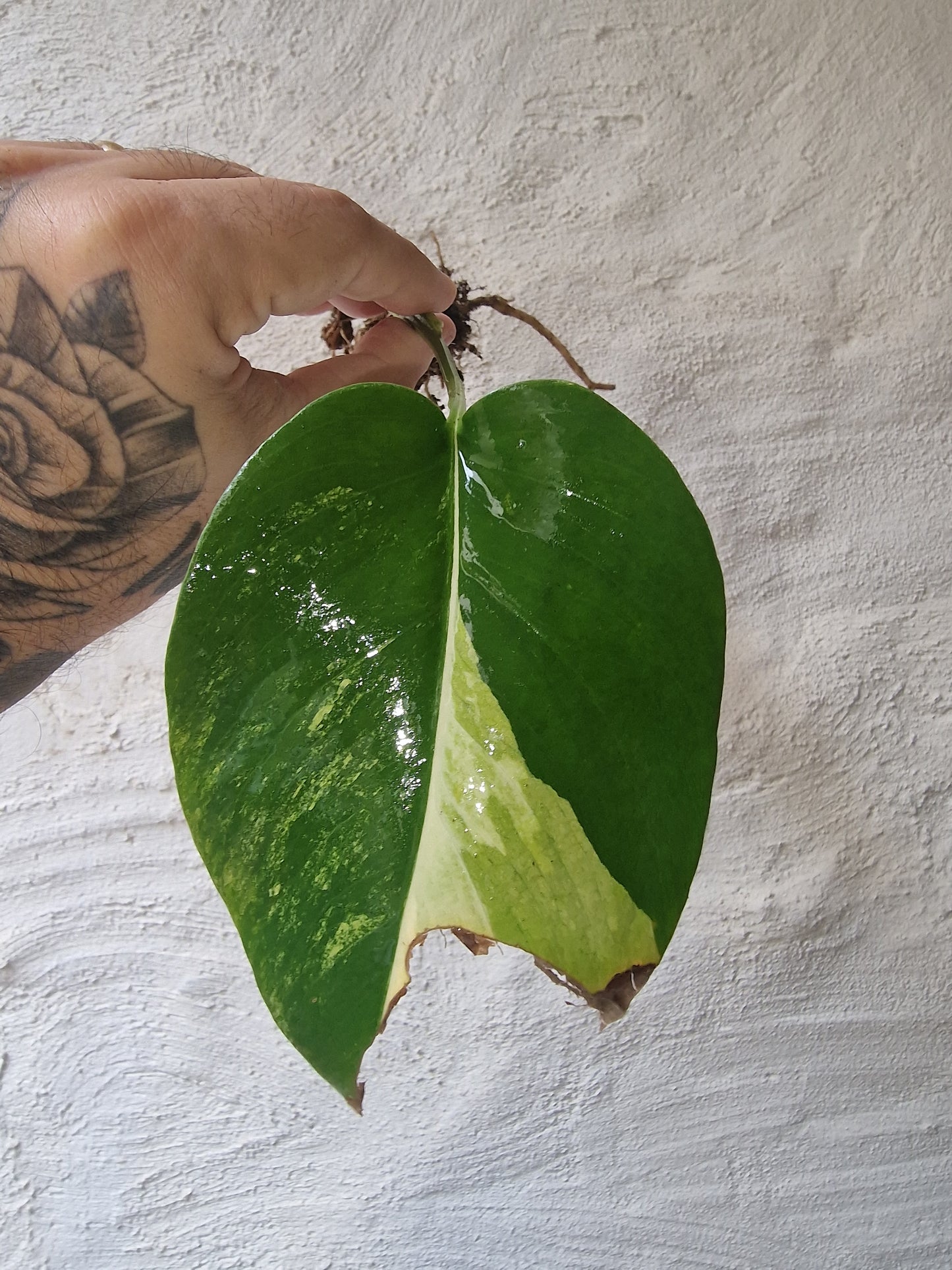 Monstera Aurea Marmorata Tricolor