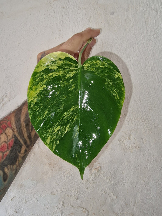 Monstera Aurea Marmorata Tricolor