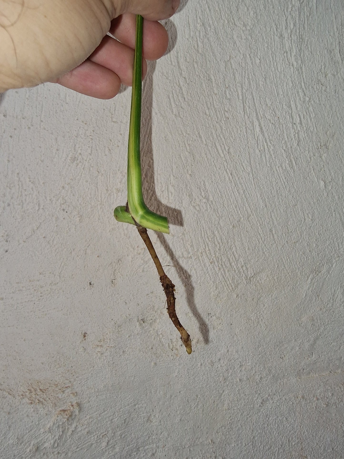 Monstera Aurea Marmorata Tricolor