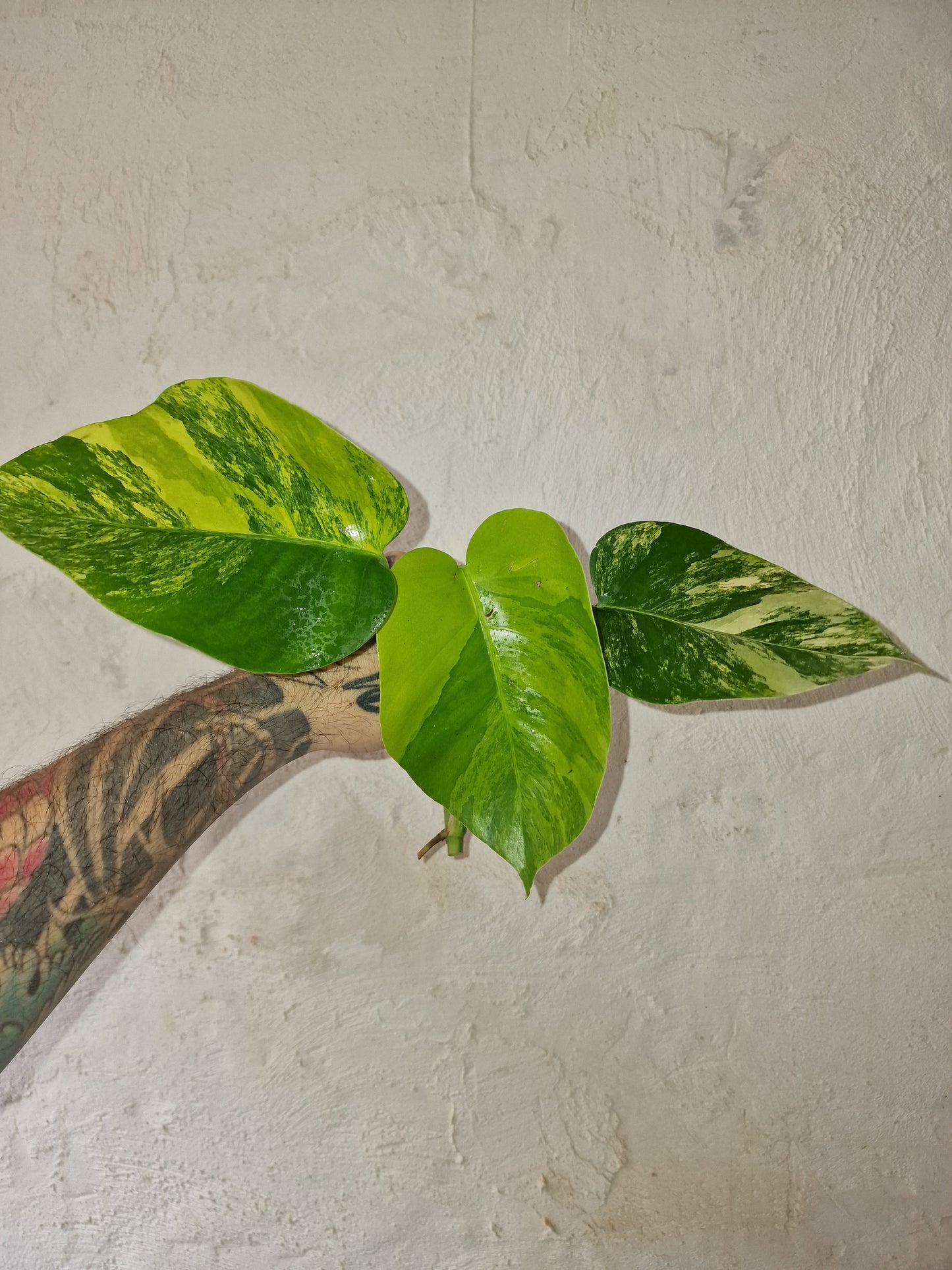 Monstera Aurea Marmorata Tricolor