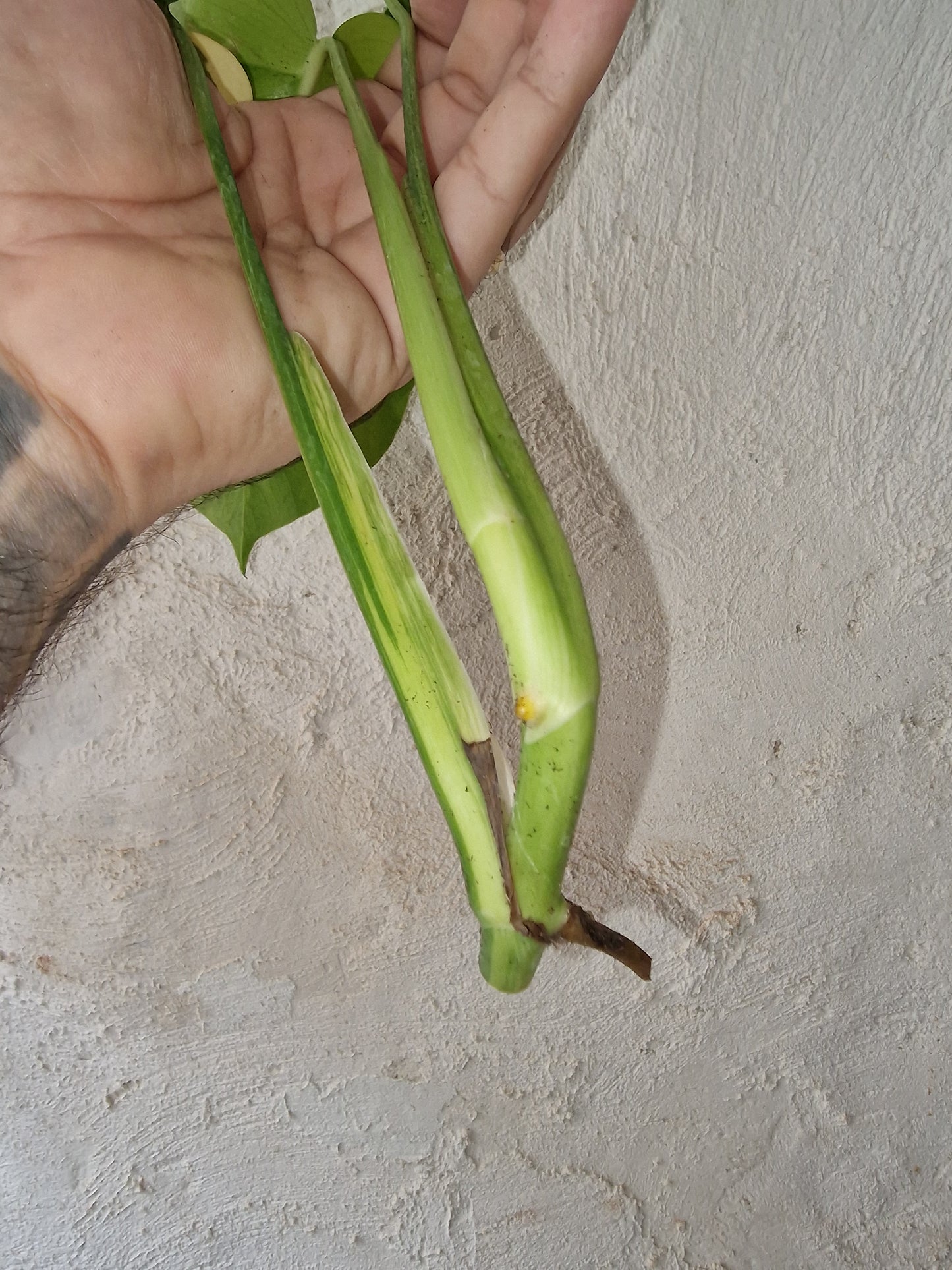 Monstera Aurea Marmorata Tricolor