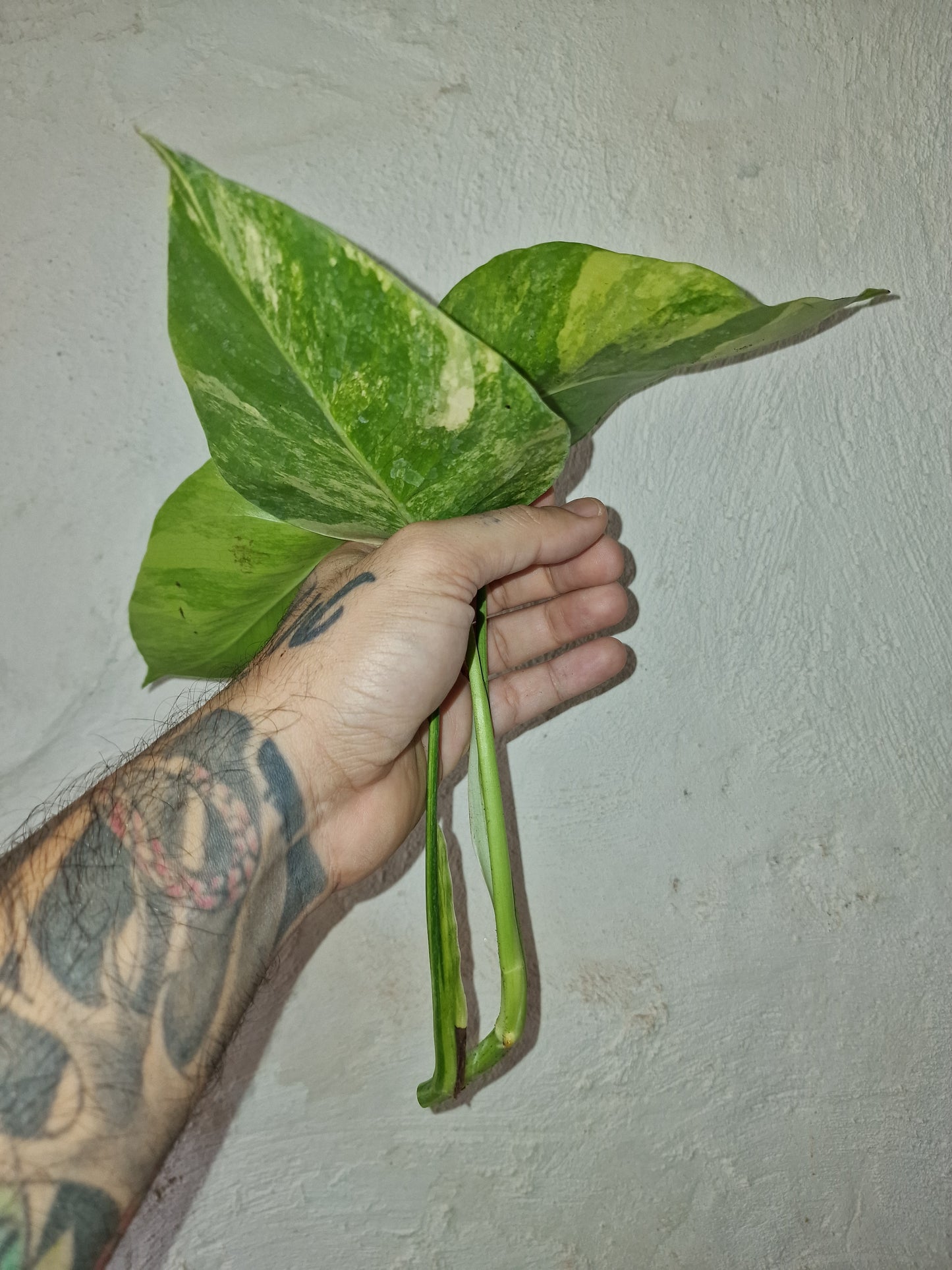 Monstera Aurea Marmorata Tricolor