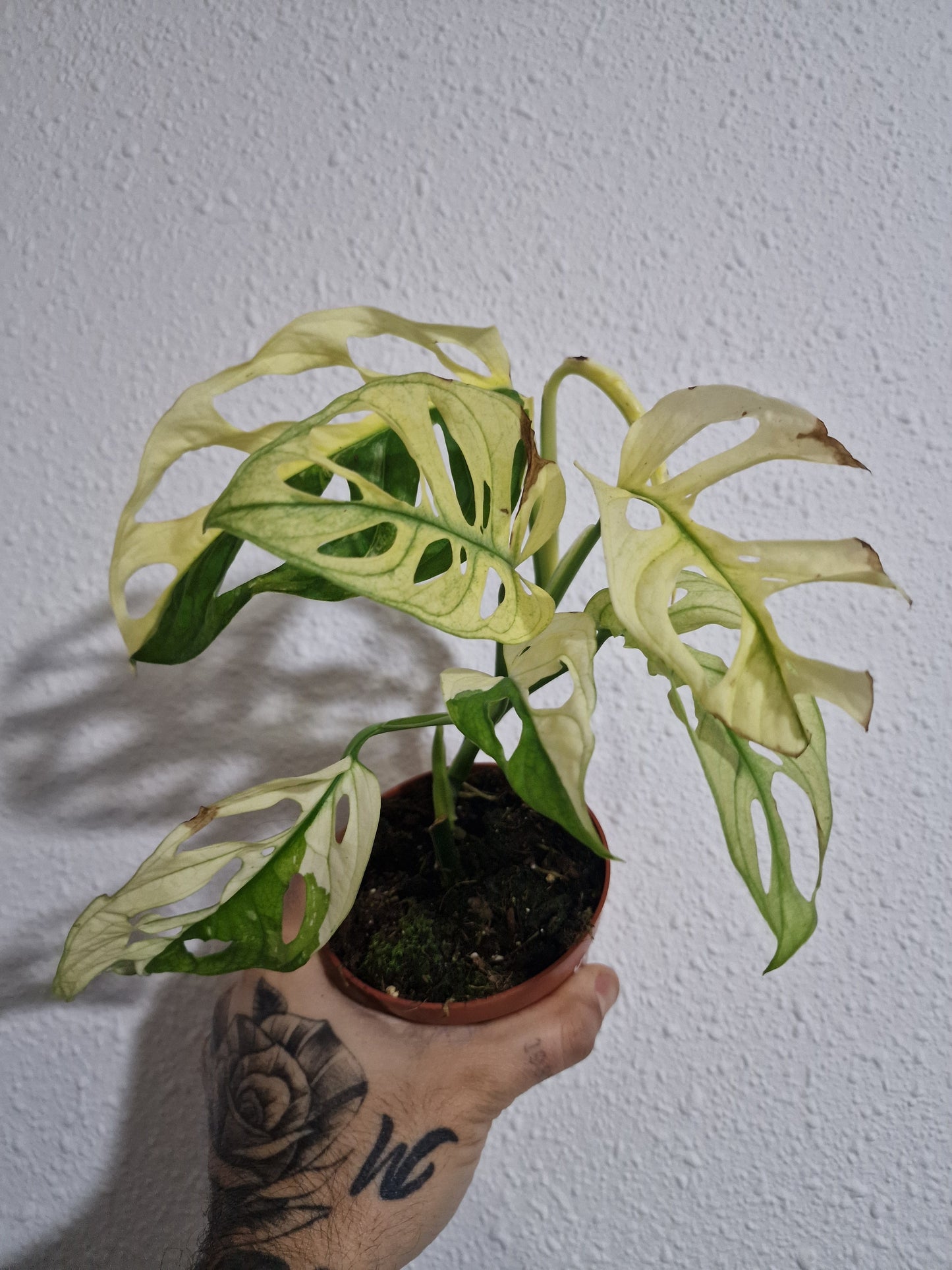 Monstera Adansonii Variegata