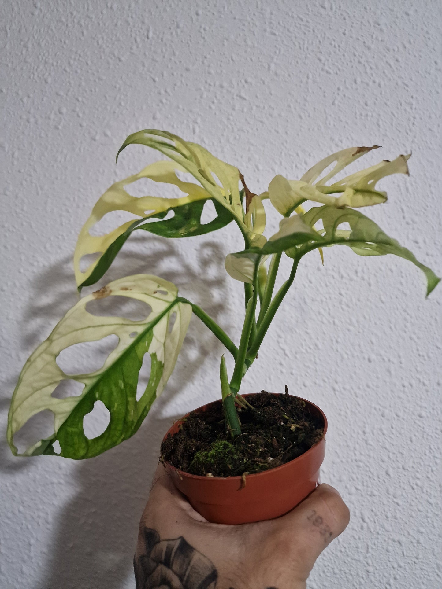 Monstera Adansonii Variegata