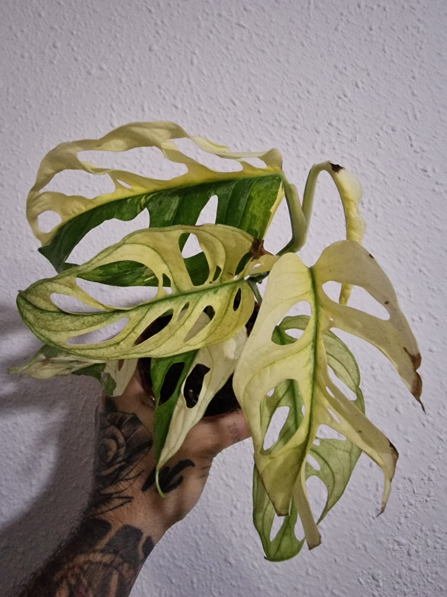 Monstera Adansonii Variegata