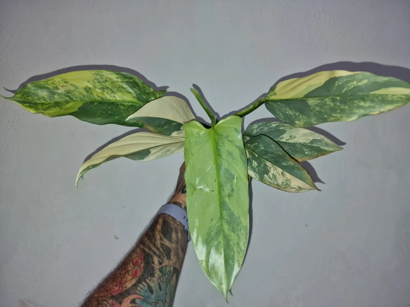 Philodendron Hastatum Variegata