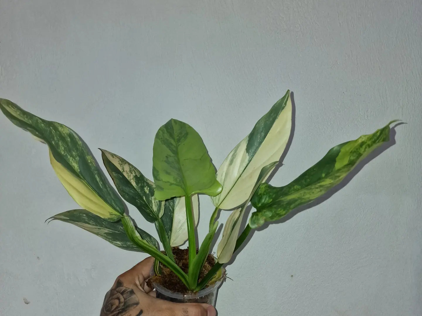 Philodendron Hastatum Variegata