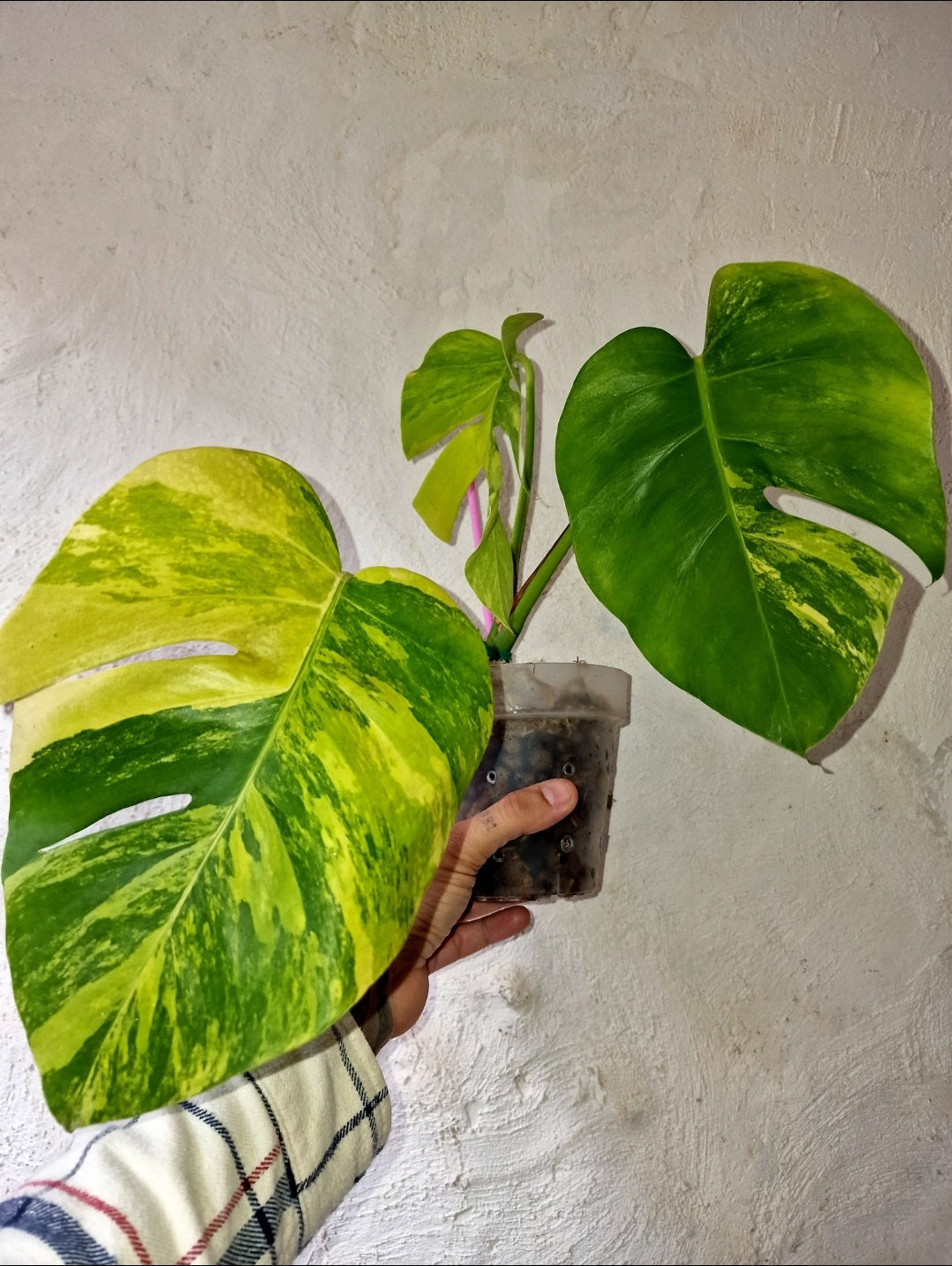 Monstera Aurea Marmorata Tricolor