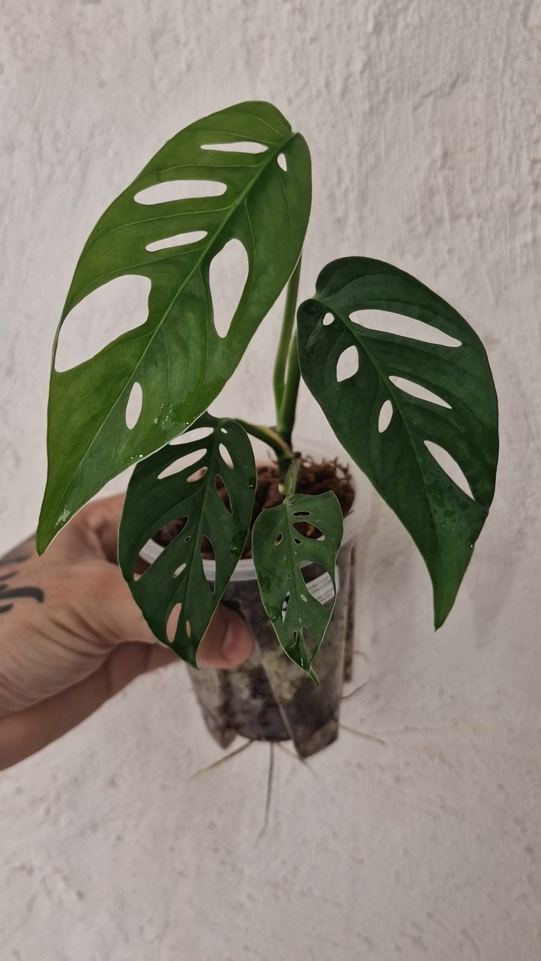 Monstera Acacoyaguensis