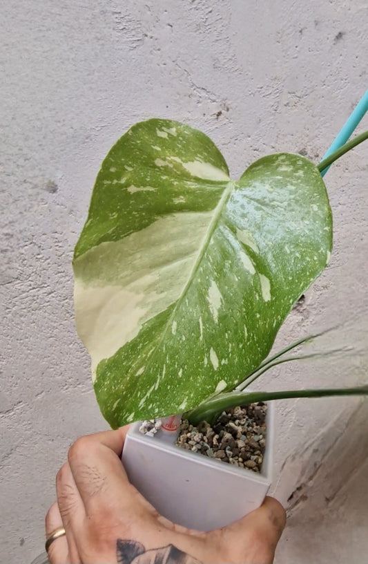 Monstera Thai Constellation