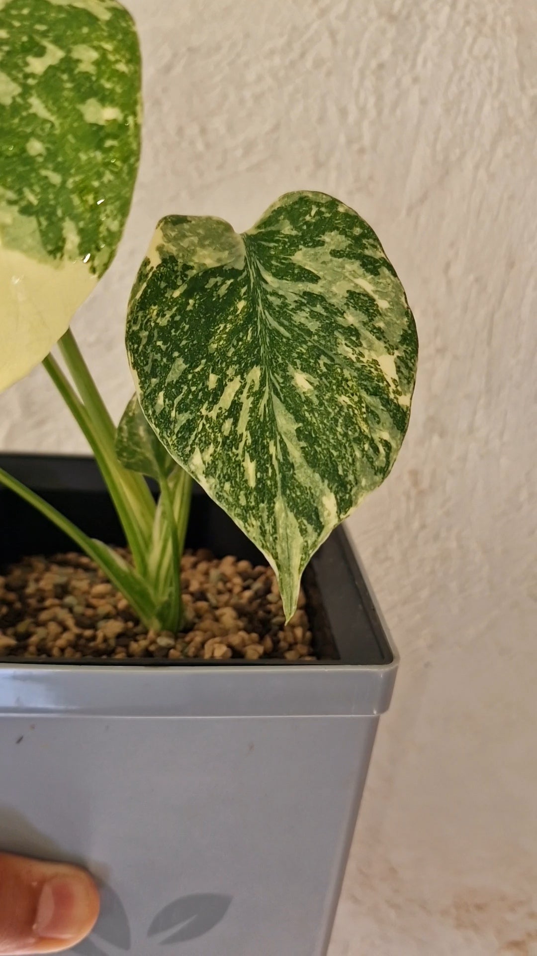 Monstera Thai Con Legacy