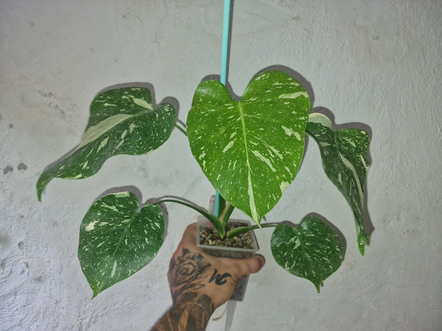 Monstera Thai Constellation