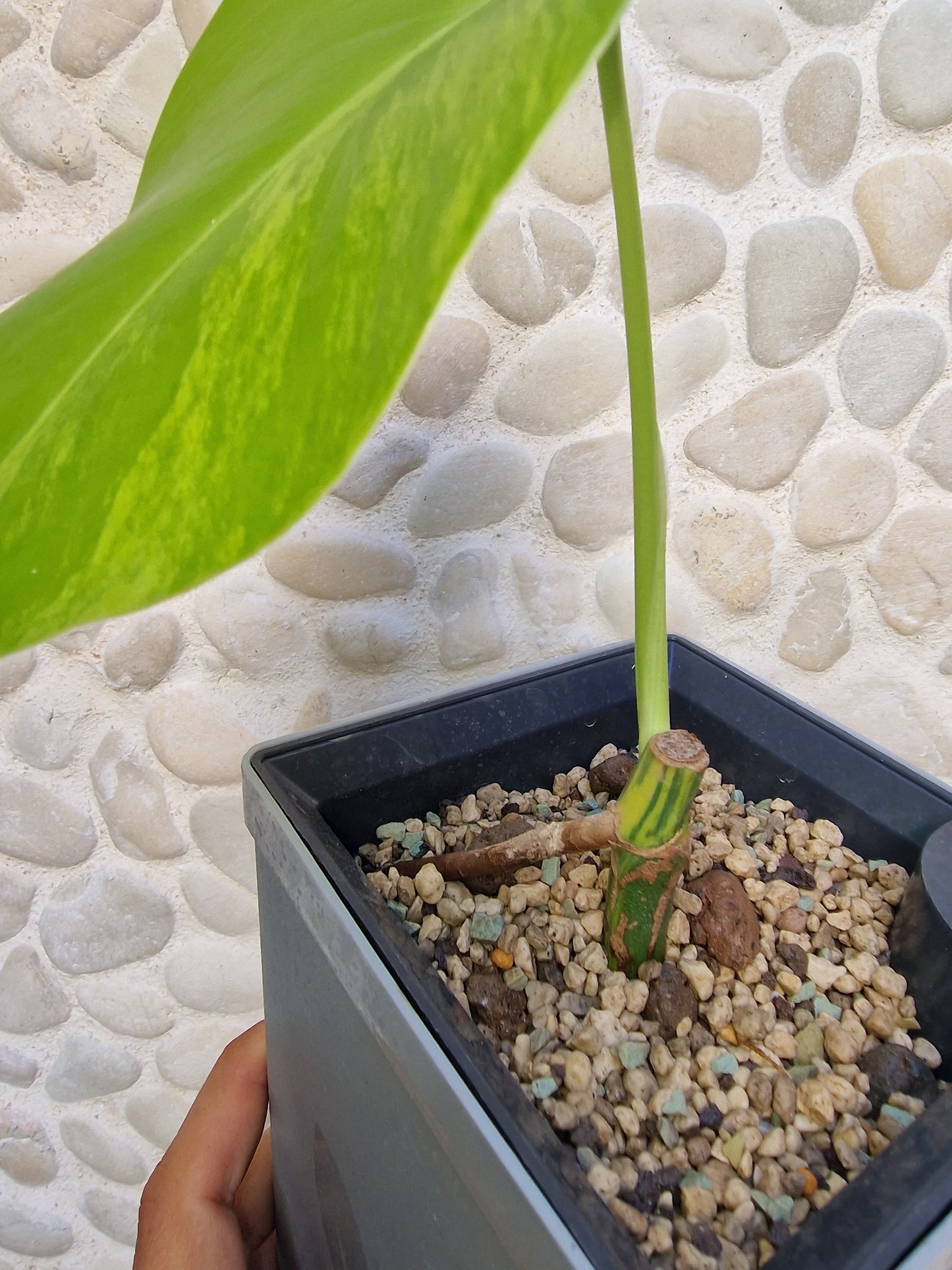 Monstera Aurea