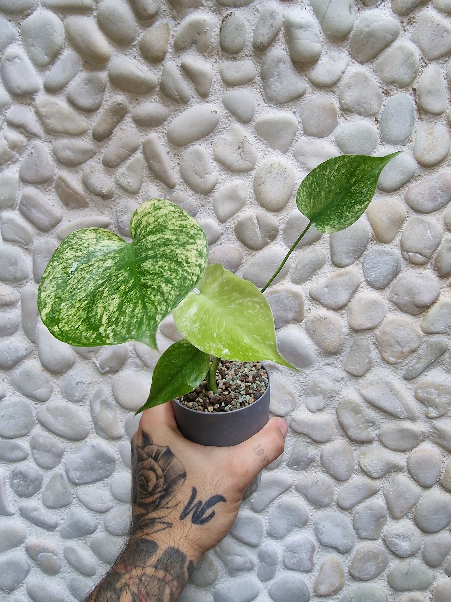 Monstera Deliciosa Mint