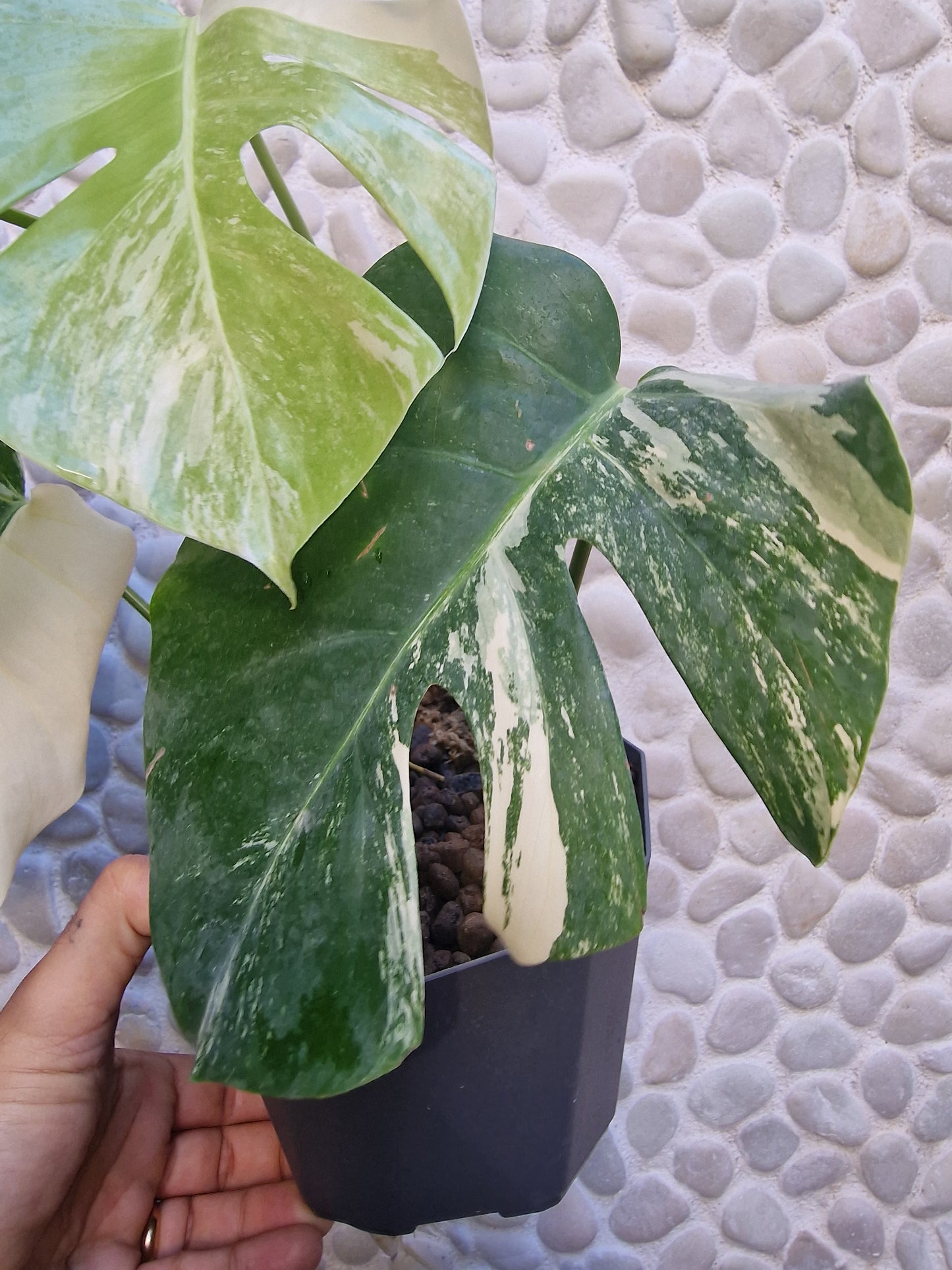 Monstera Variegata