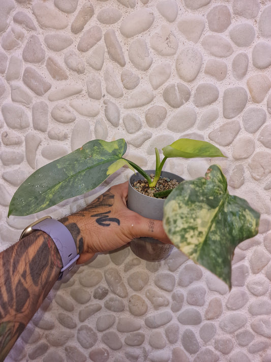 Philodendron Hastatum Variegata