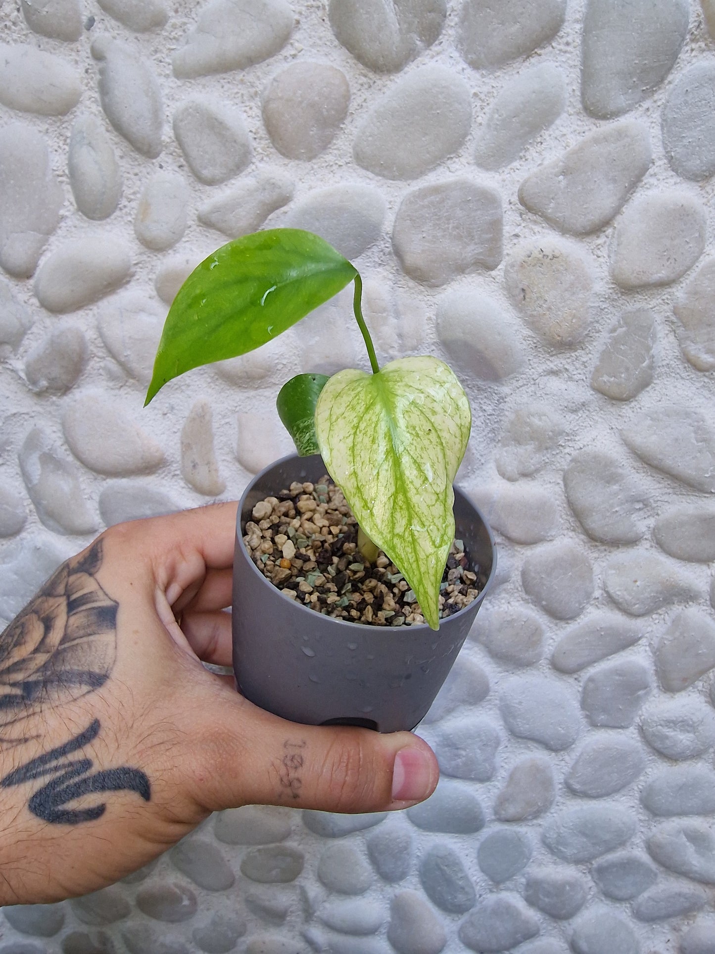 Monstera Deliciosa White Mint