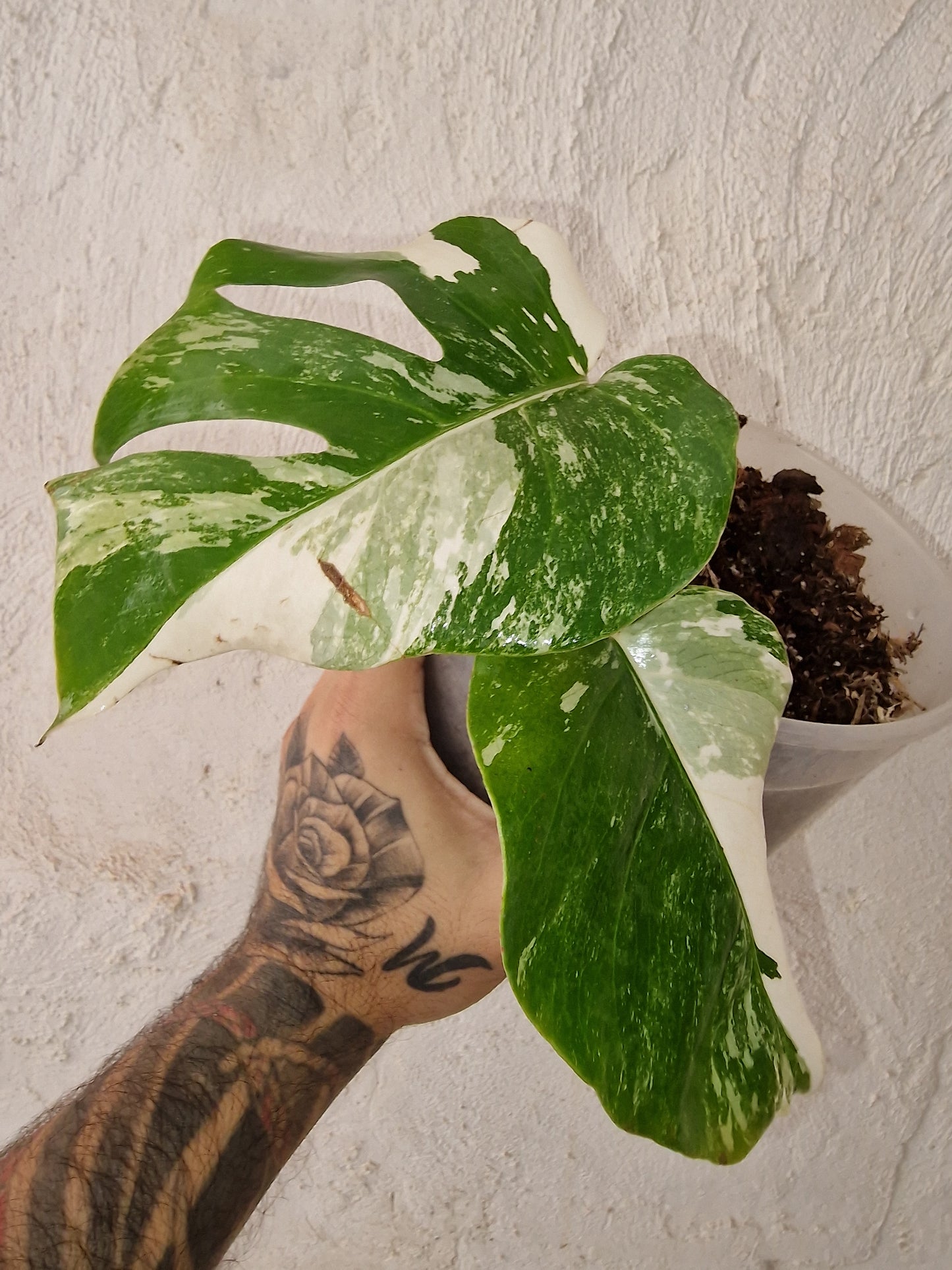 Monstera Variegata