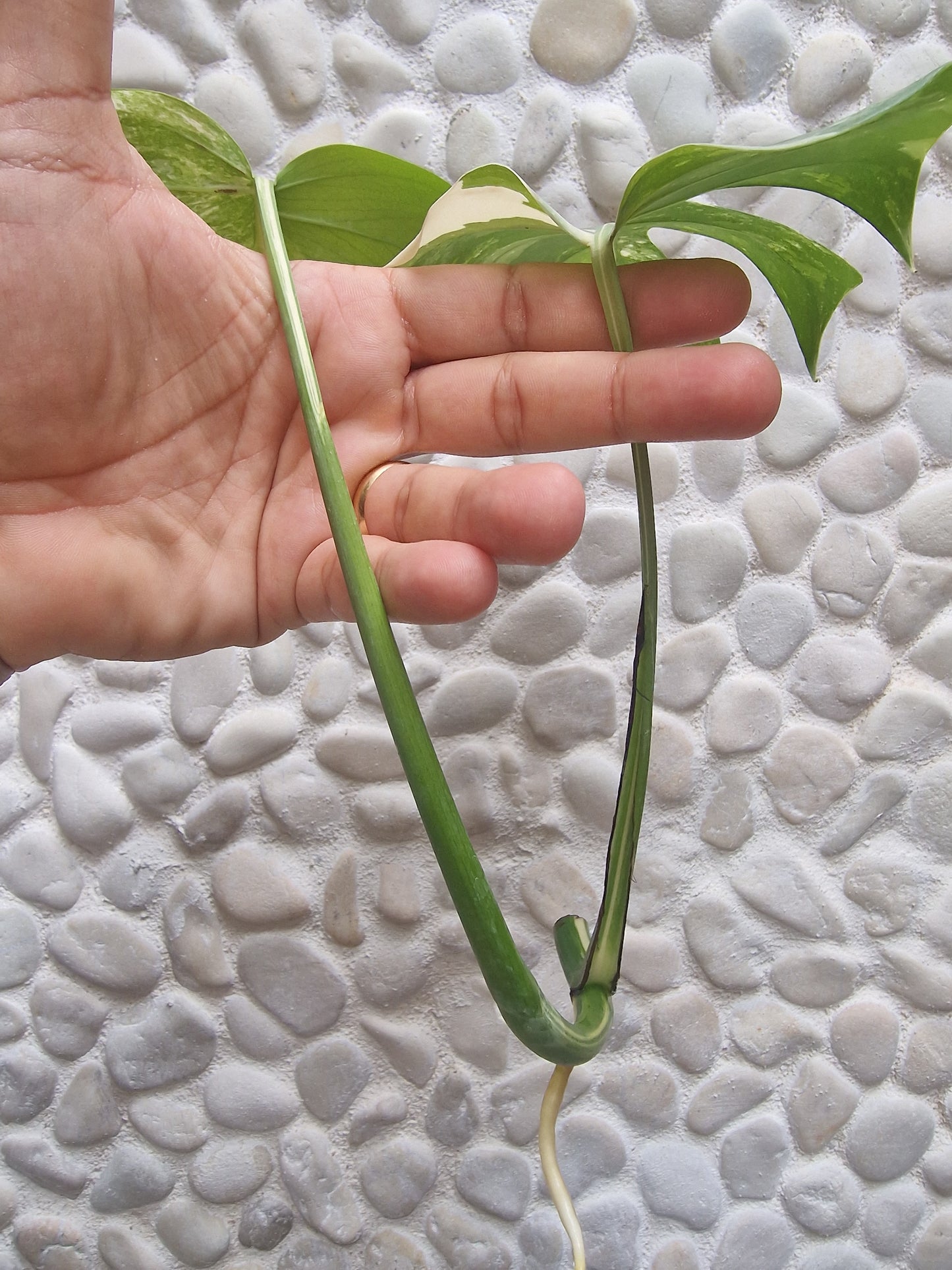 Monstera Variegata