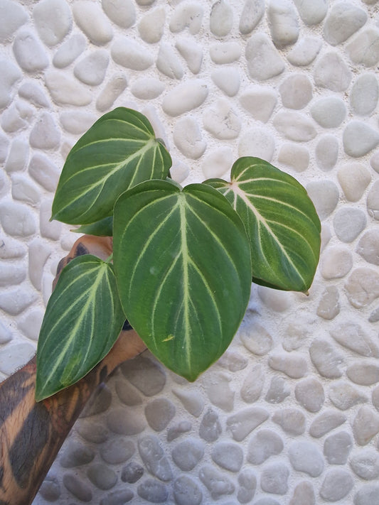 Philodendron Gloriosum White Vein