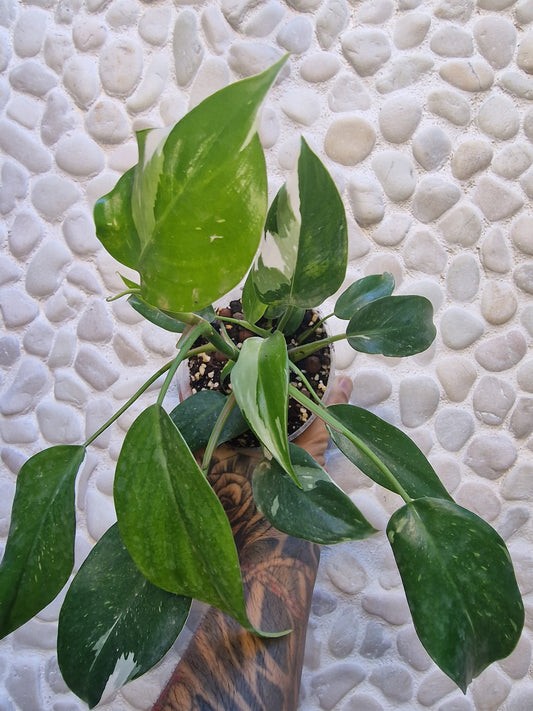 Philodendron White Princess