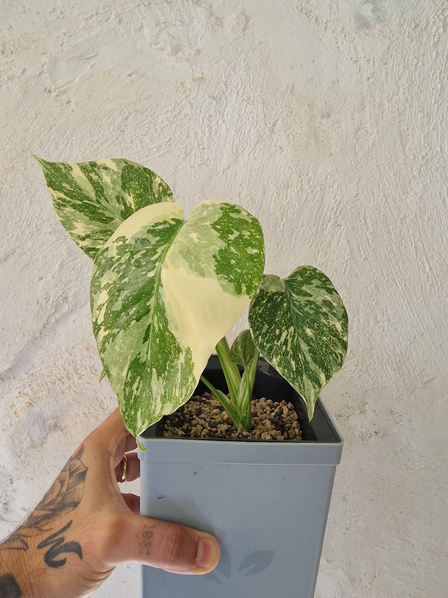 Monstera Thai Con Legacy