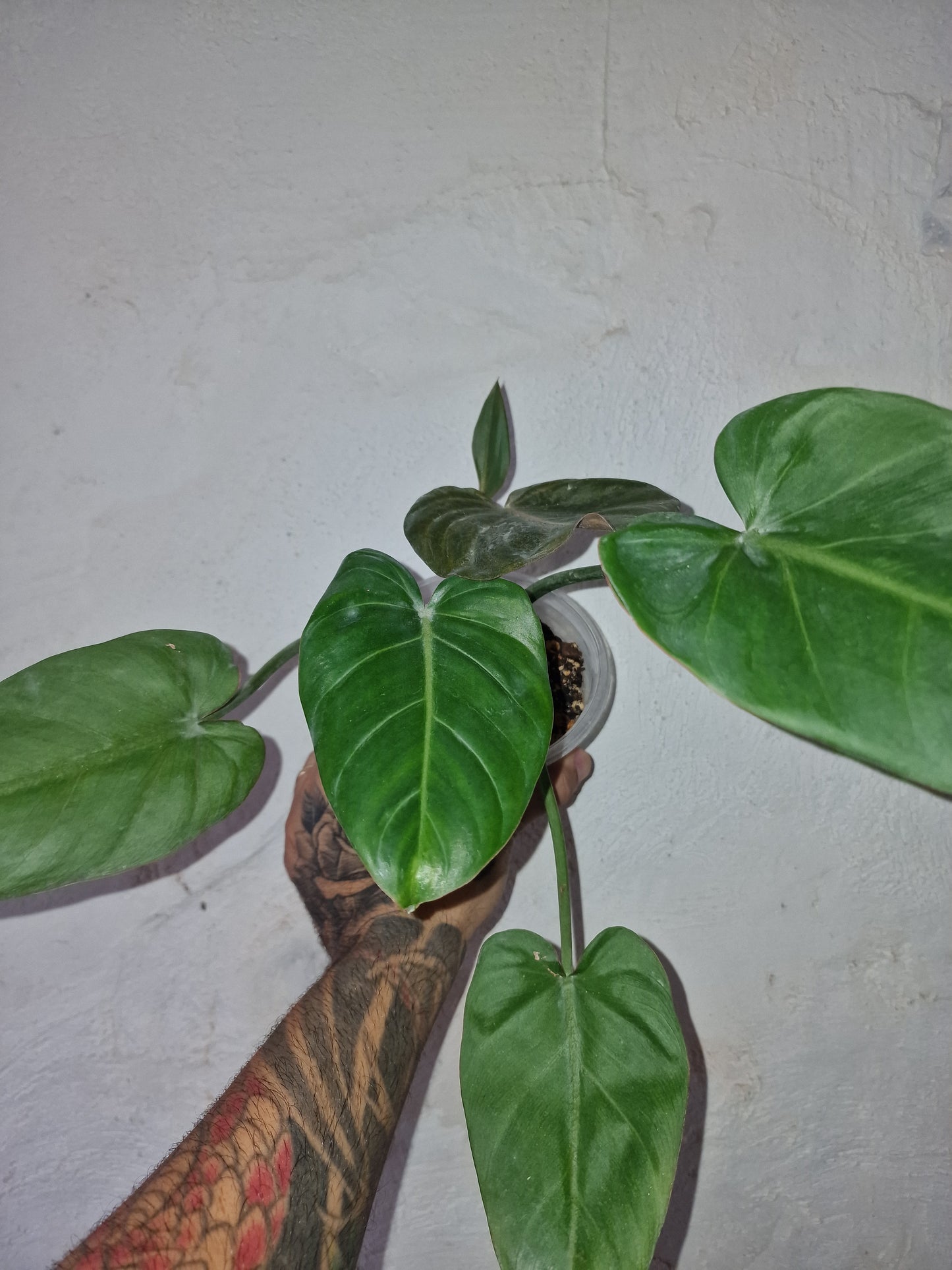 Philodendron Summer Glory