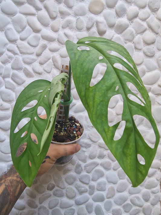 Monstera Epipremnoides