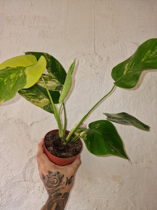 Monstera Aurea Marmorata Tricolor