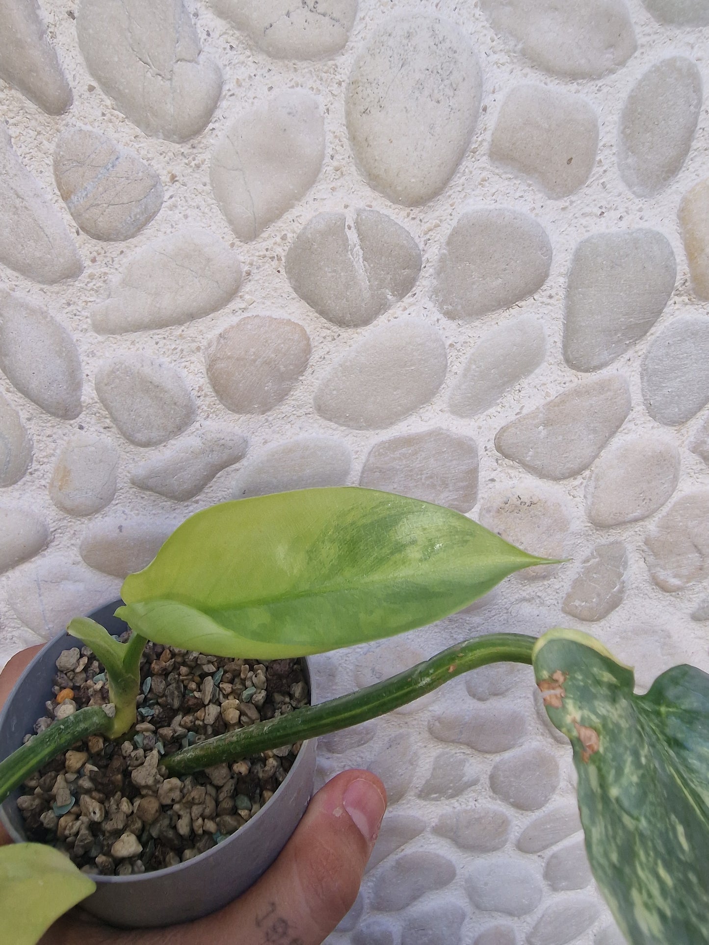 Philodendron Hastatum Variegata