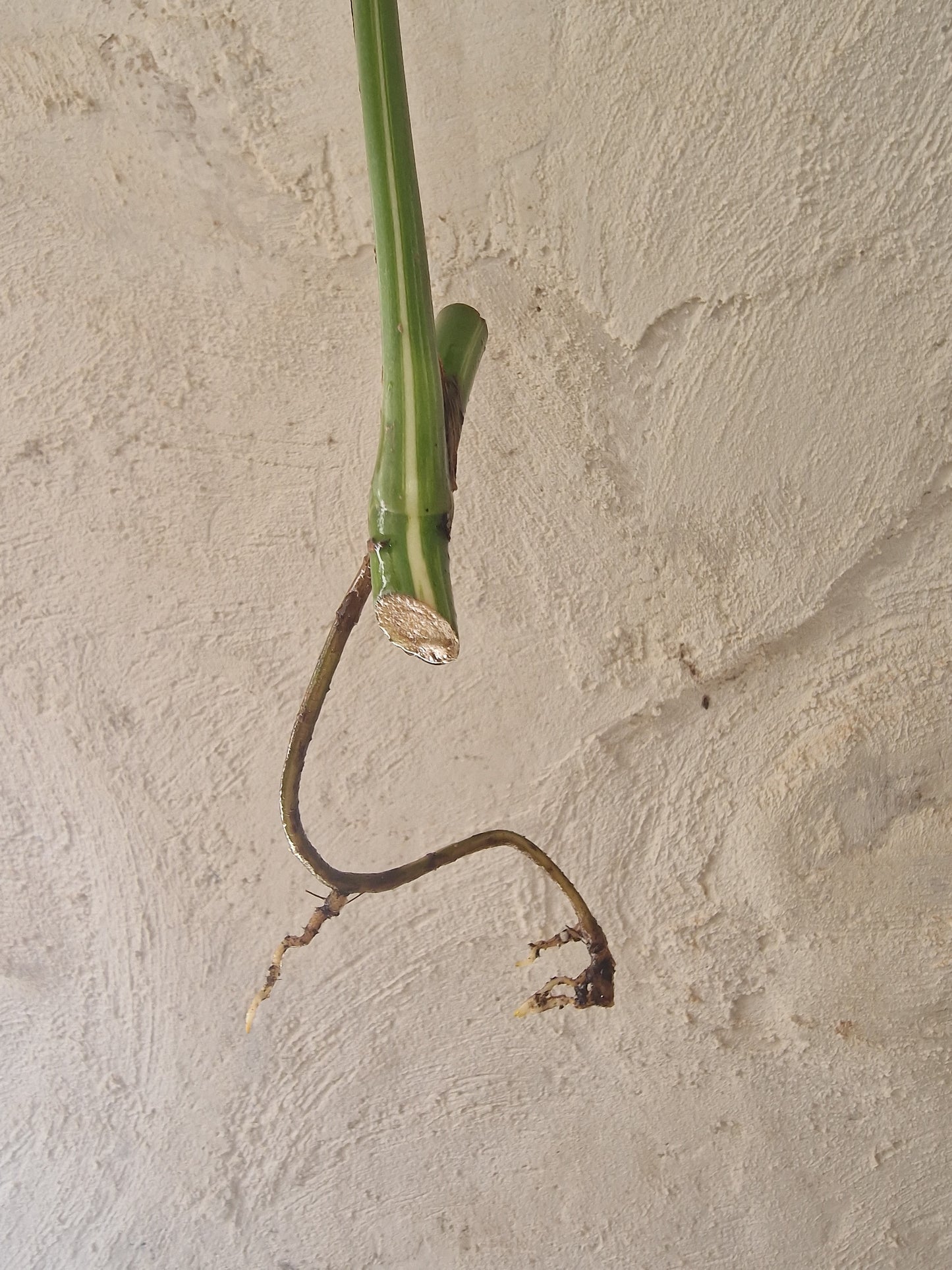 Monstera Variegata