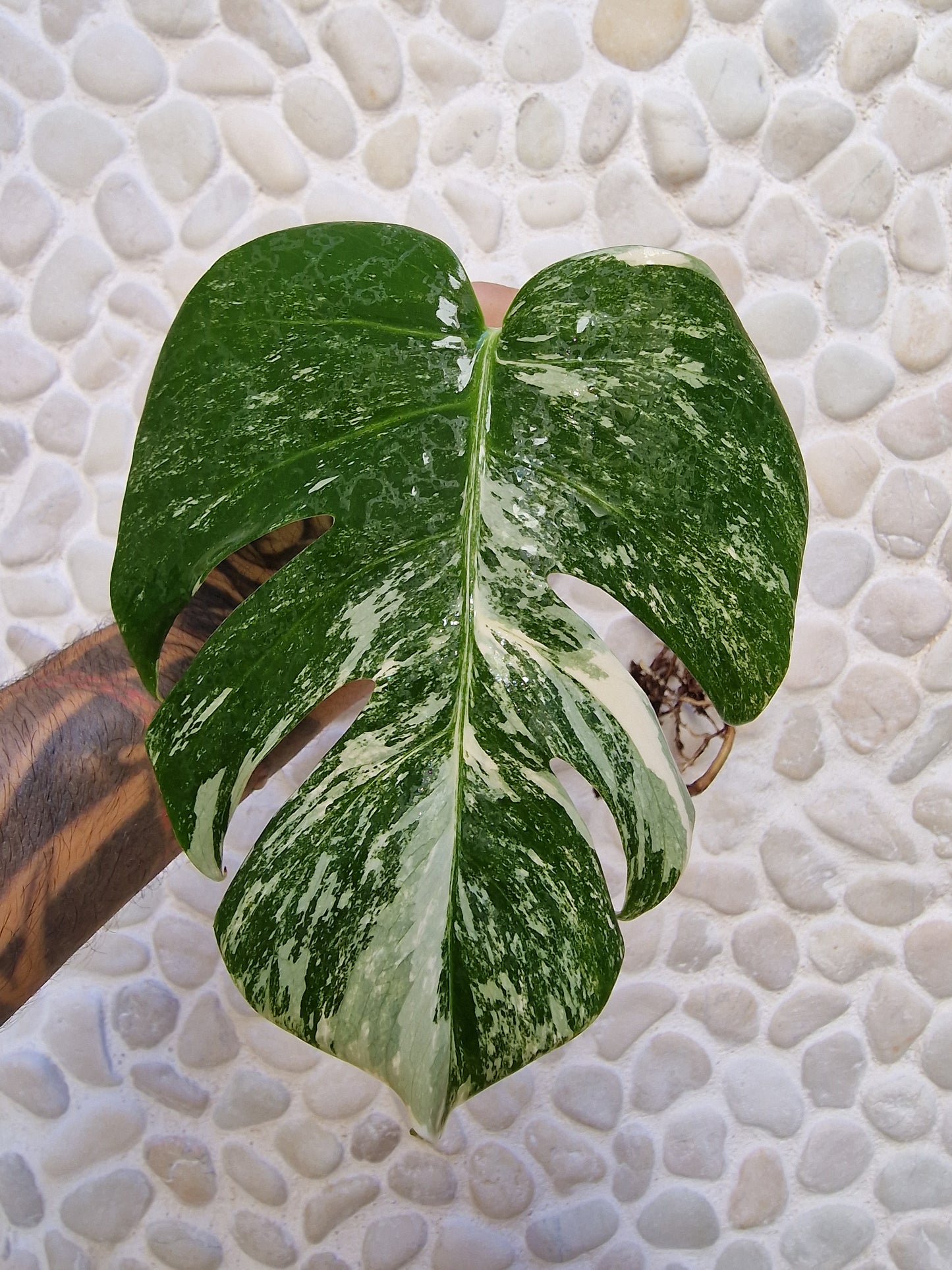 Monstera Variegata Esqueje