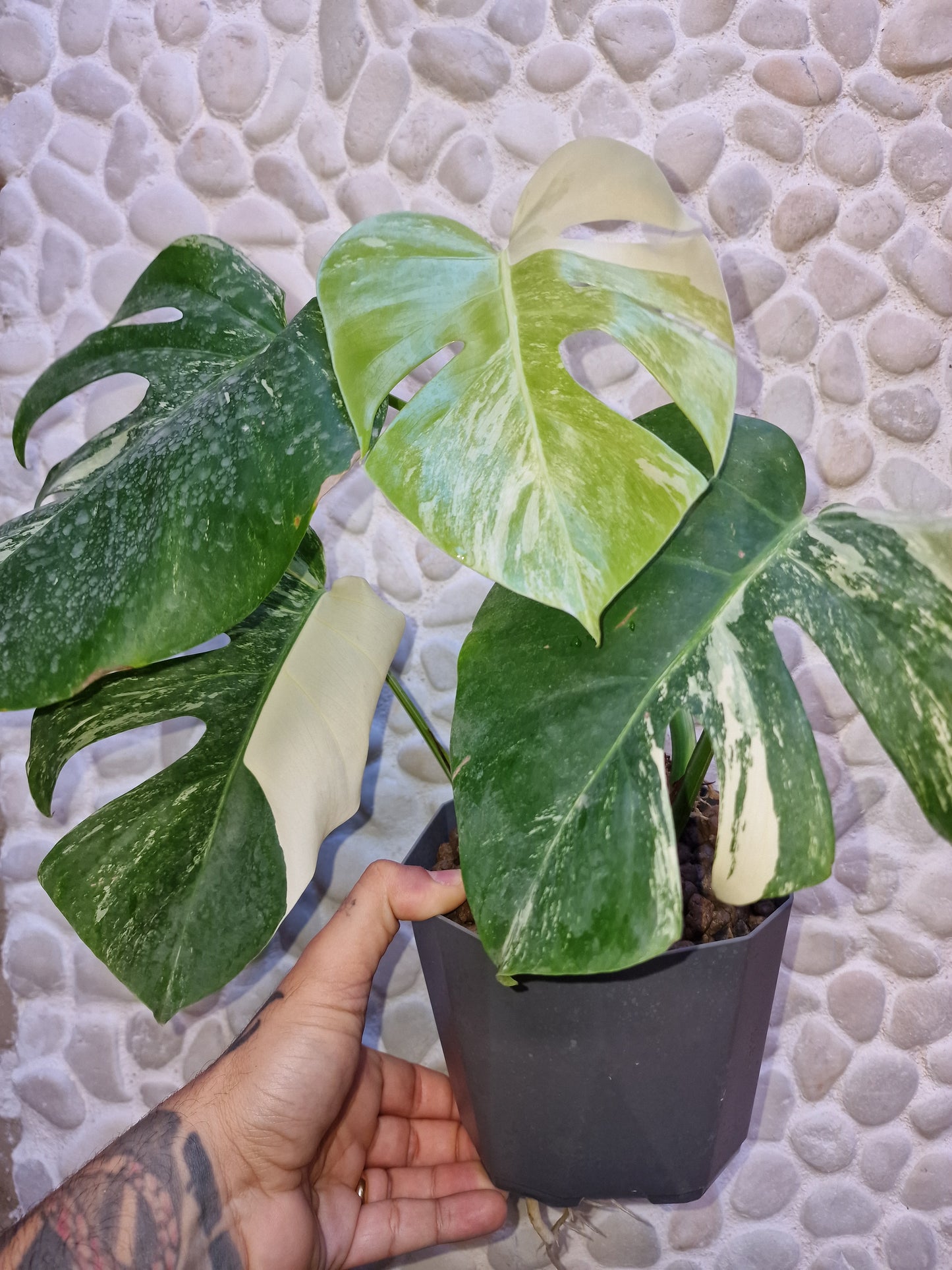 Monstera Variegata