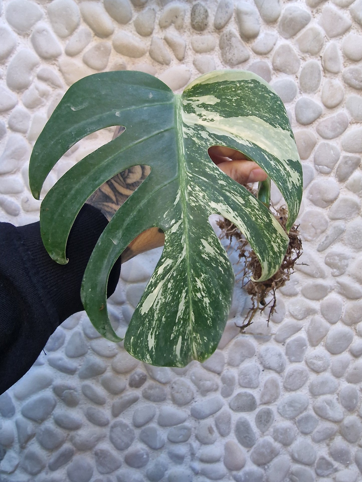 Monstera Variegata