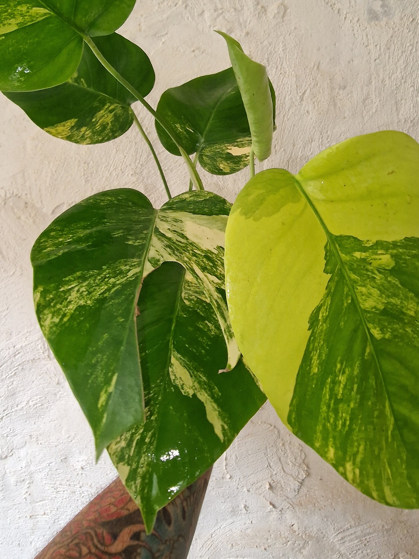 Monstera Aurea Marmorata Tricolor