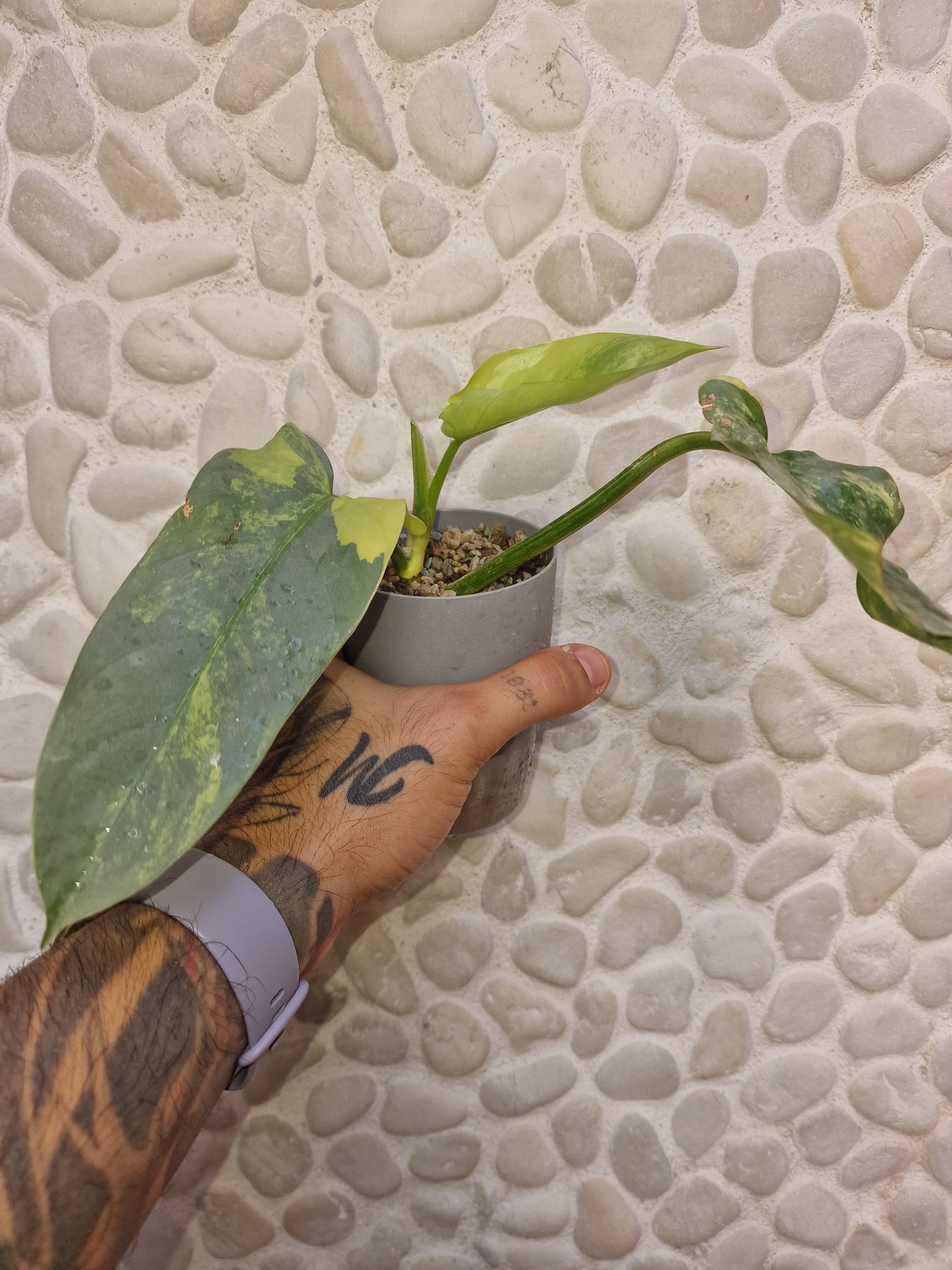 Philodendron Hastatum Variegata