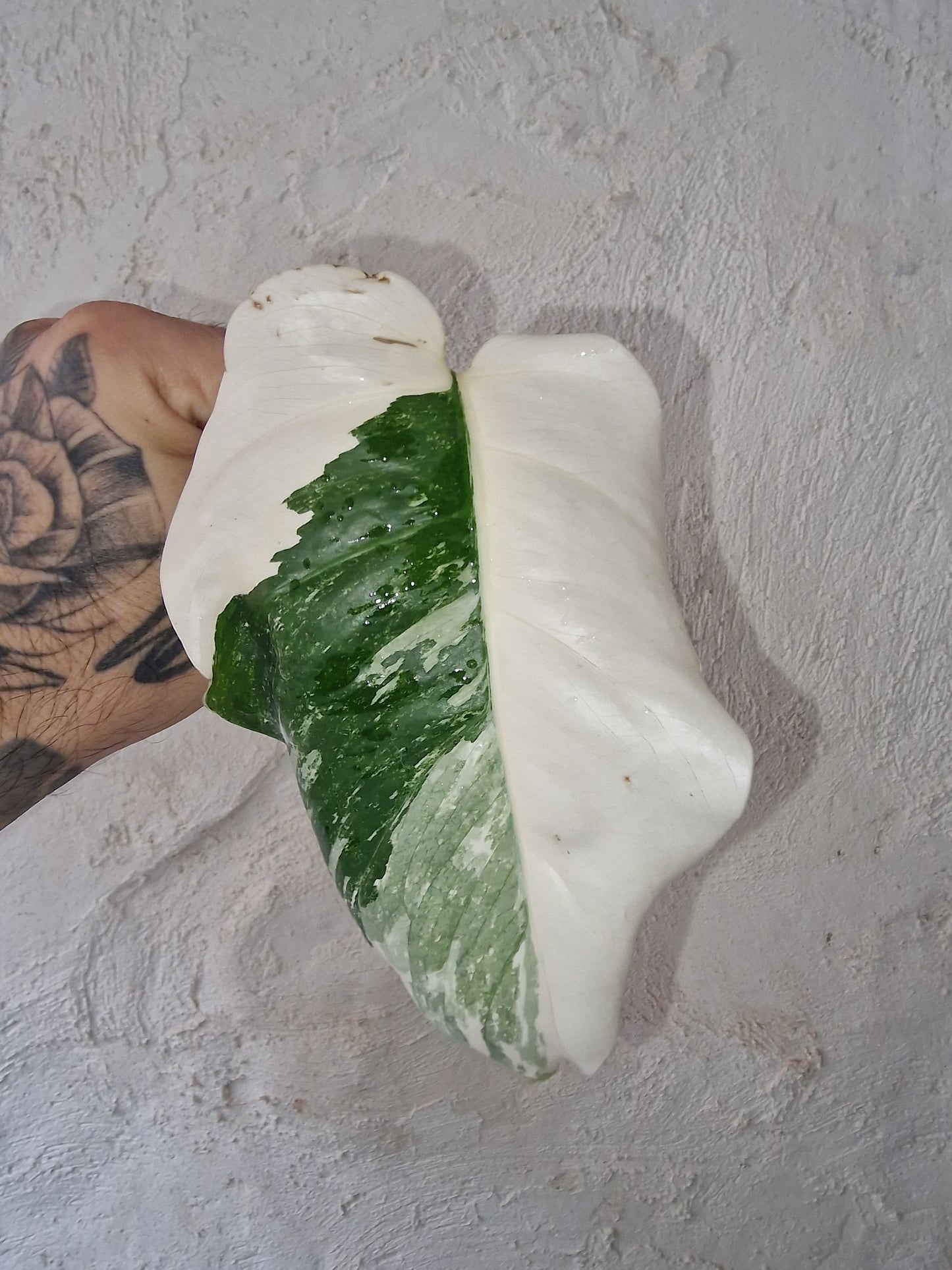 Monstera Halfmoon